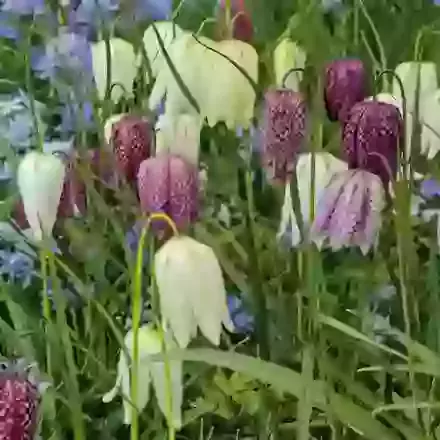 Fritillaria Meleagris